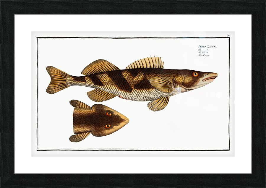Singel Perca Zingel Picture Frame print