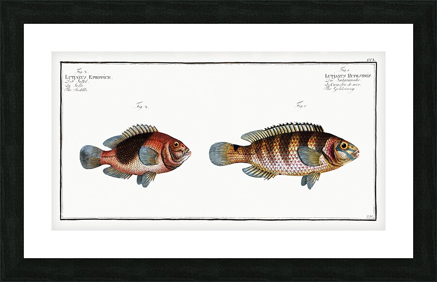 1. Goldsinny Lutjanus Rupestris 2. Saddle Lutjanus Ephippium Impression et Cadre photo