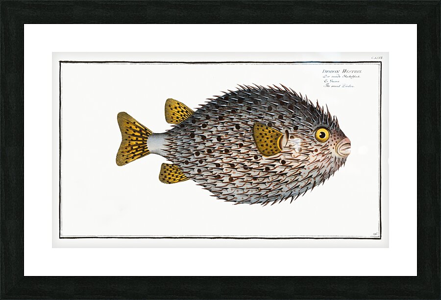 Round Diodon Diodon Hystrix Picture Frame print