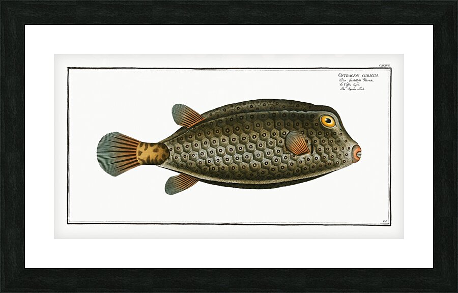 Square-Fish Ostracion cubicus Picture Frame print
