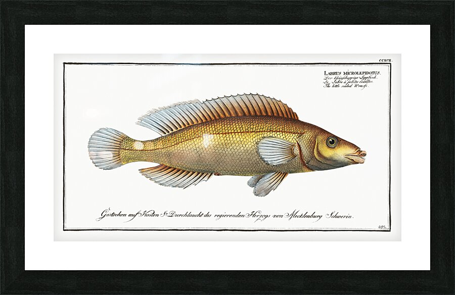 Little scaled Wrasse Labrus microlepidotus Picture Frame print