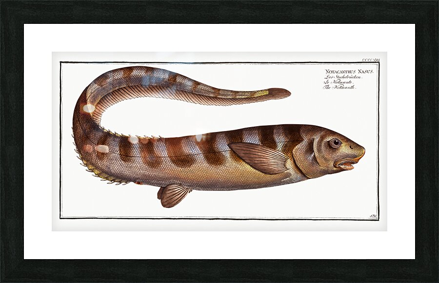 Notacanth Notacanthus Nasus Picture Frame print