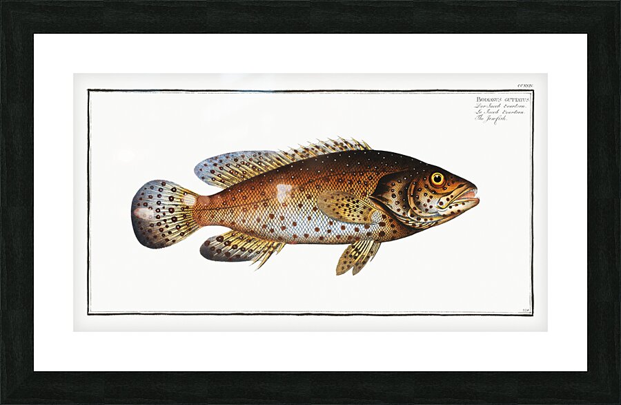 Jen-fish Bodianus guttatus Picture Frame print