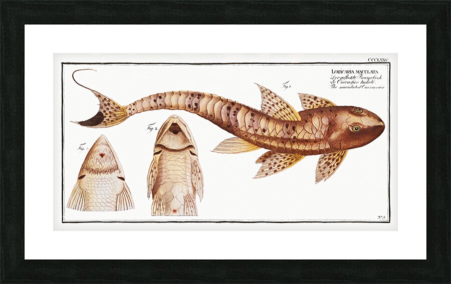 Maculated Cuirassier Loricaria maculata Picture Frame print