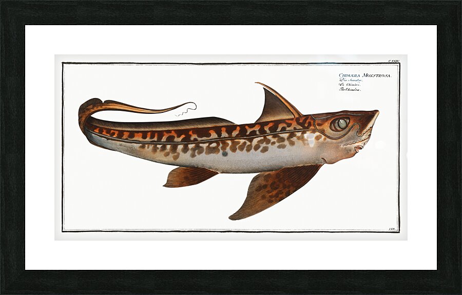 Chiméra Chimaera Monstrosa Picture Frame print