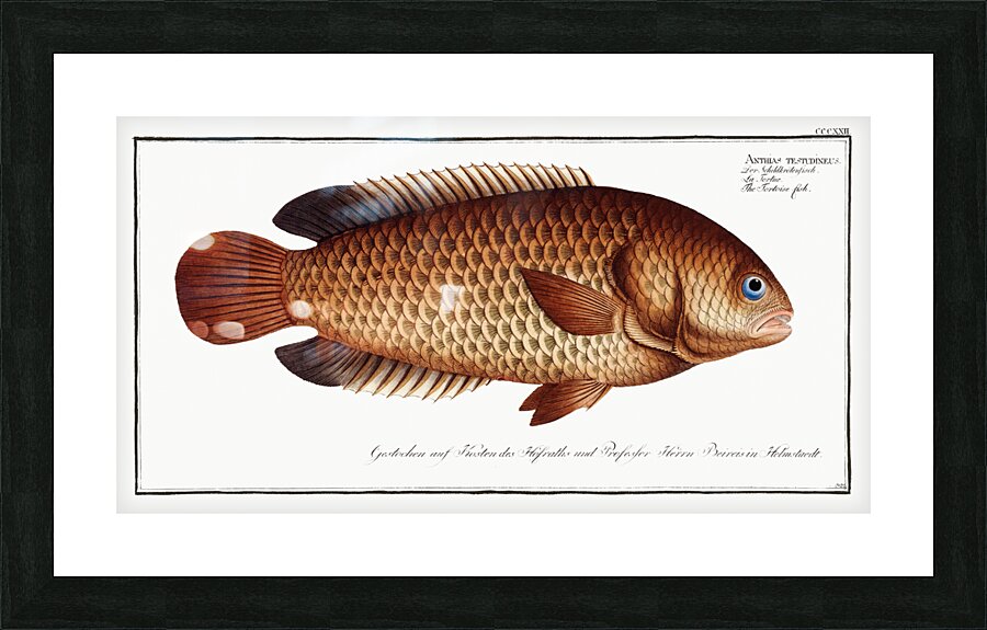 Tortoise-fish Anthias testudineus Picture Frame print