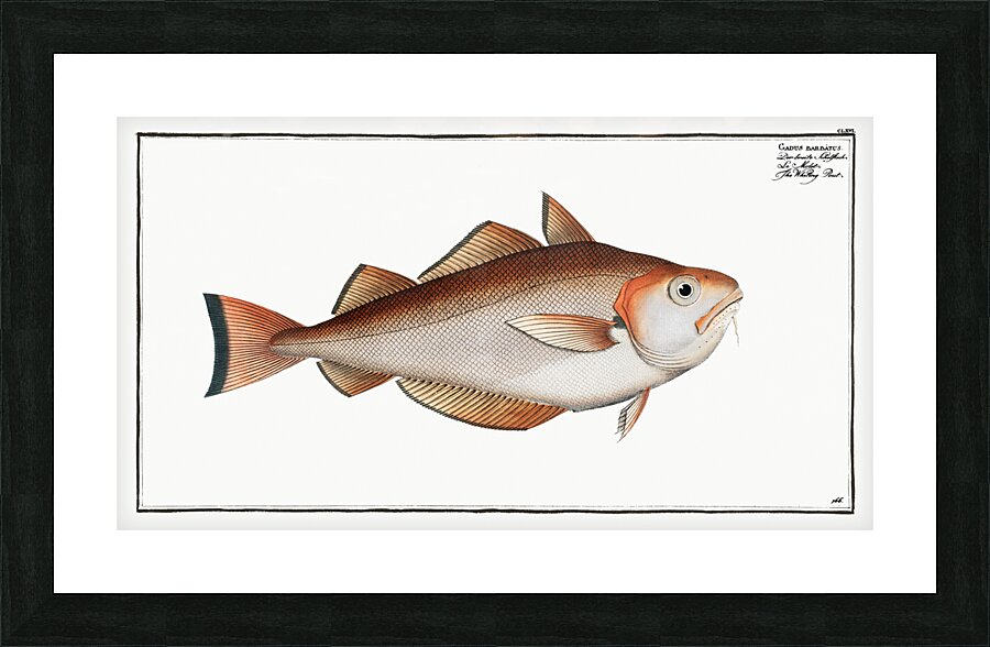 Whiting Pout Gadus Barbatus Picture Frame print