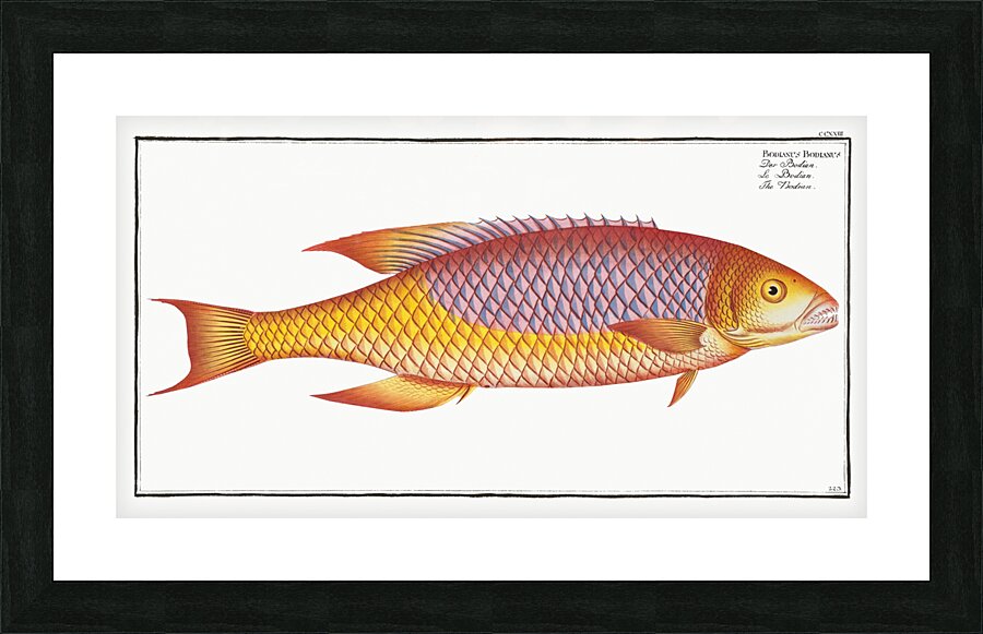 Bodian Bodianus Bodianus Picture Frame print