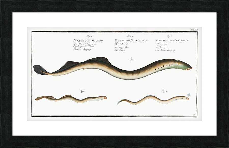 1. Lesser Samprey Petromyzon Fluviatilis 2. Pride Petromyzon Branchialis 3. Planers Samprey Petromyzon Planeri Picture Frame print