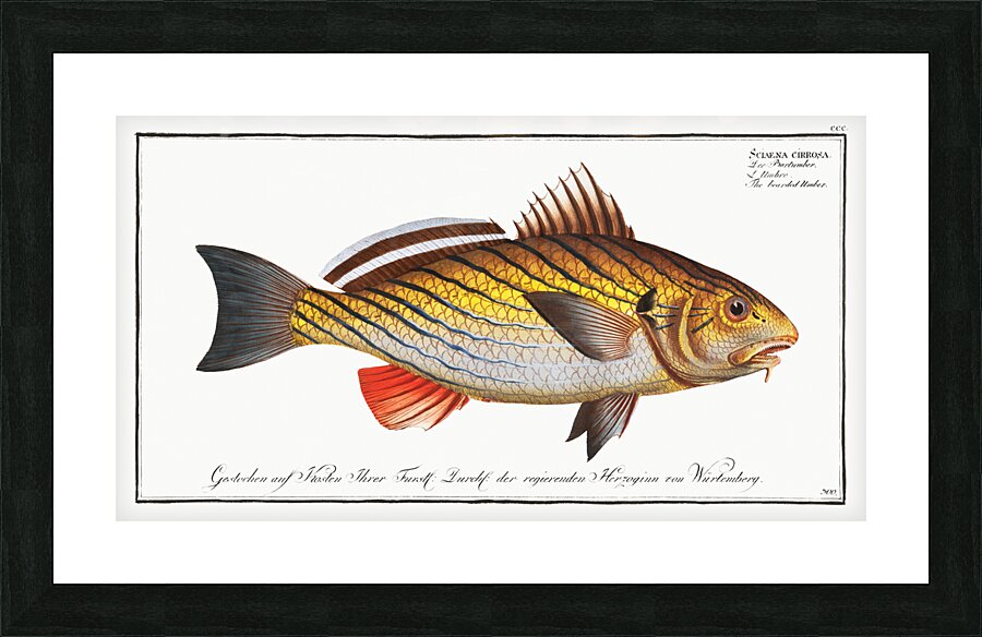 Bearded Umber Sciaena cirrosa Picture Frame print