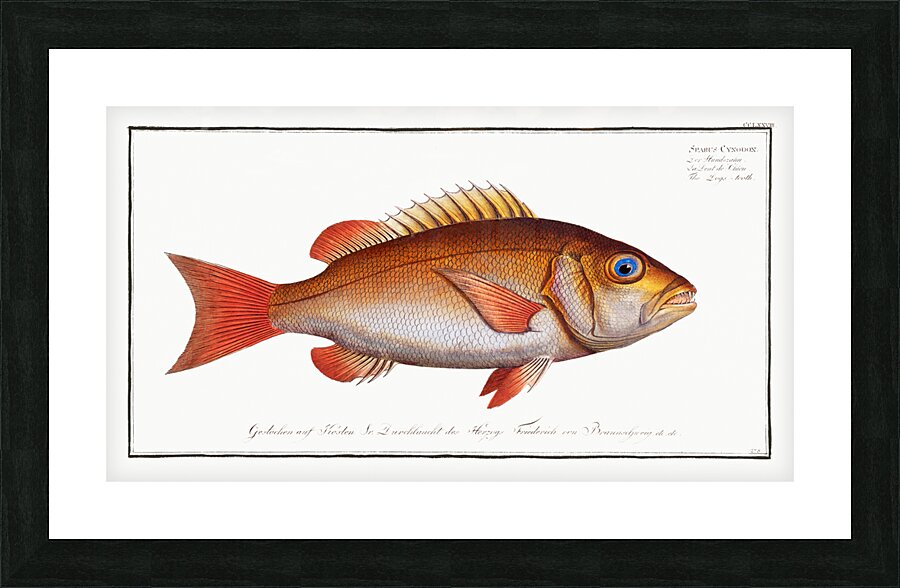 Dogs-tooth Sparus Cynodon Picture Frame print