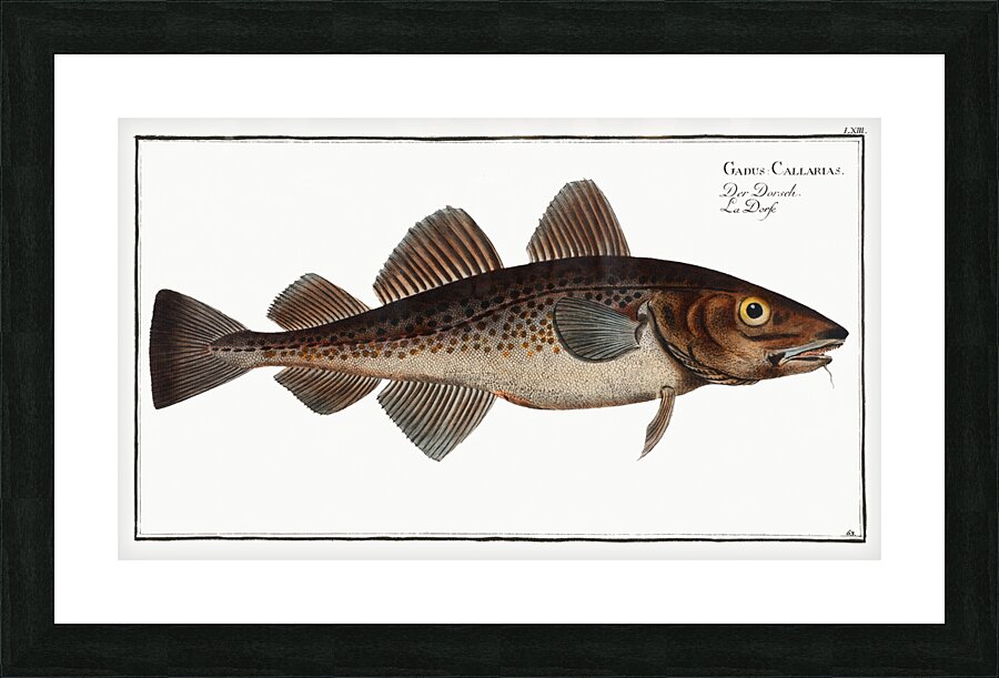 Dorsh Gadus Callarias Picture Frame print