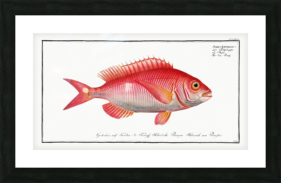 Sea-Roach Sparus Erythrinus Picture Frame print