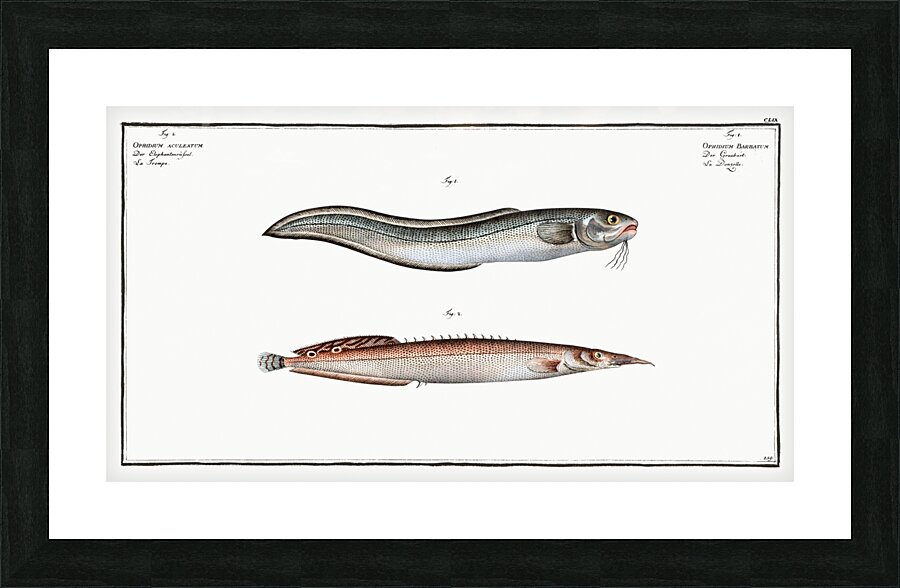 1. Ophidium Barbatum 2. Ophidium aculeatum Picture Frame print