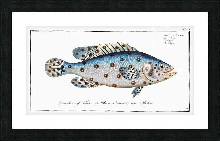 Argus Anthias Argus Picture Frame print