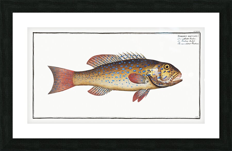 Maculated Bodian Bodianus maculatus Picture Frame print