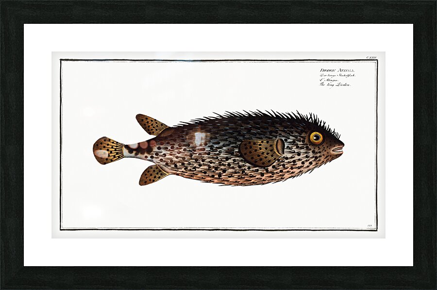 Long Diodon Diodon Atinga Picture Frame print