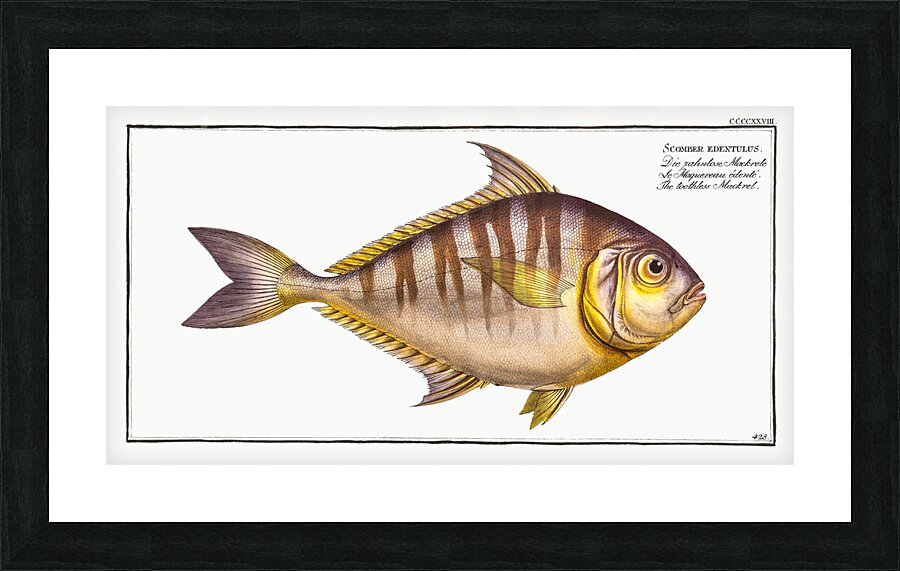 Toothless Mackrel Scomber edentulus Picture Frame print