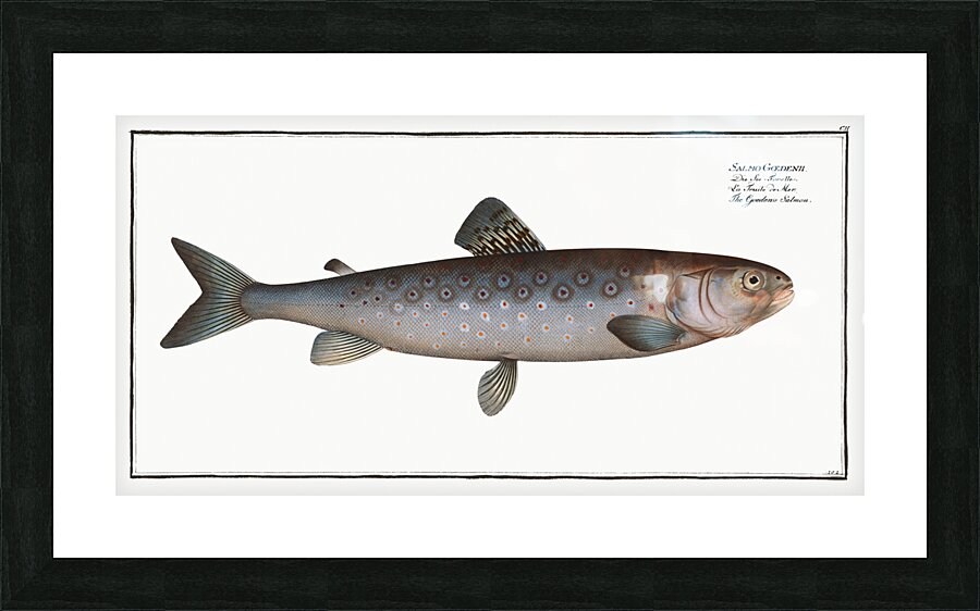 Goedens Salmon Salmo Goedenii Picture Frame print