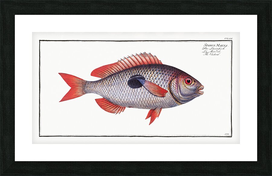 Cackerel Sparus Maena Picture Frame print