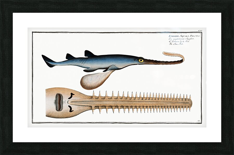 Saw-Fish Embrio Squali Pristis Picture Frame print