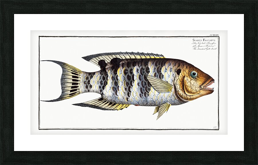 Streaked Gilt-head Sparus Fasciatus Picture Frame print