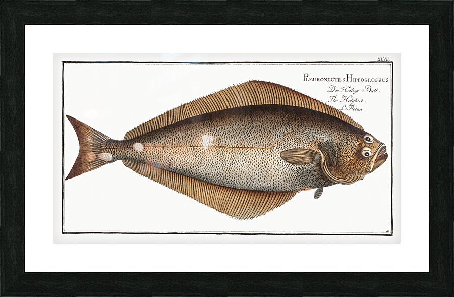 Holybut Pleuronectes Hippoglossus Picture Frame print
