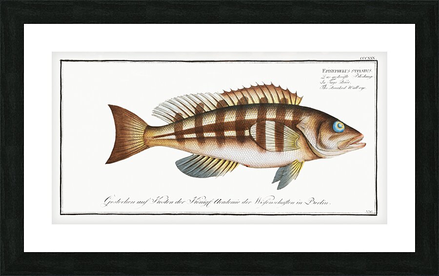 Streaked Wall-eye Epinephelus striatus Picture Frame print