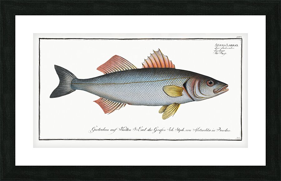 Basse Sciaena Labrax Picture Frame print