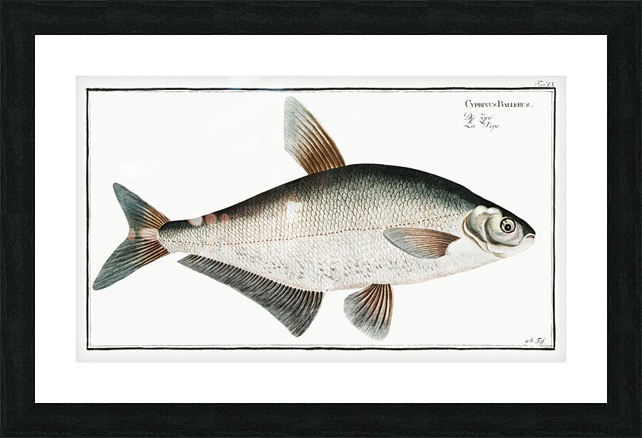 Baller-Carp Cyprinus Ballerus Picture Frame print