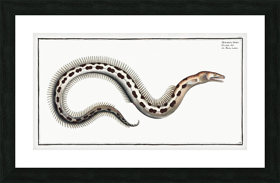 Muraena Ophis Picture Frame print