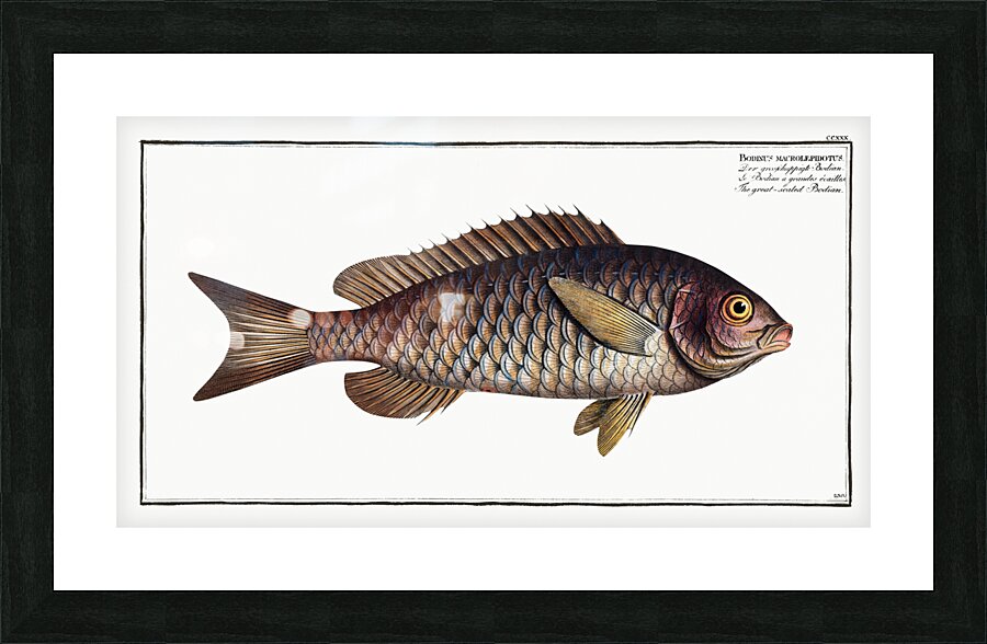 Great-scaled Bodian Bodianus macrolepidotus Picture Frame print