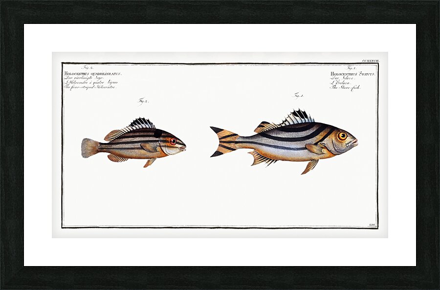 1. Slave-fish Holocentrus Servus 2. Four-striped Holocentre Holocentrus quadrilineatus Picture Frame print