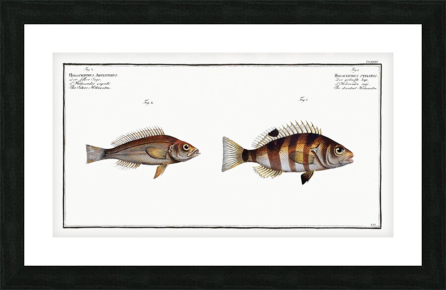 1. Streaked Holocentre Hoocentrus striatus 2. Silver-Holocentre Holocentrus Argentinus Picture Frame print