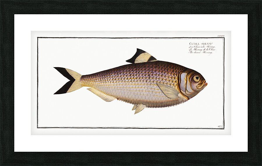 Chinese Herring Clupea sinensis Picture Frame print