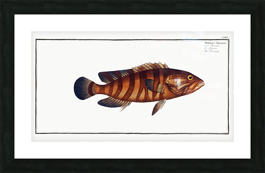 Boenack Bodianus Boenack Picture Frame print