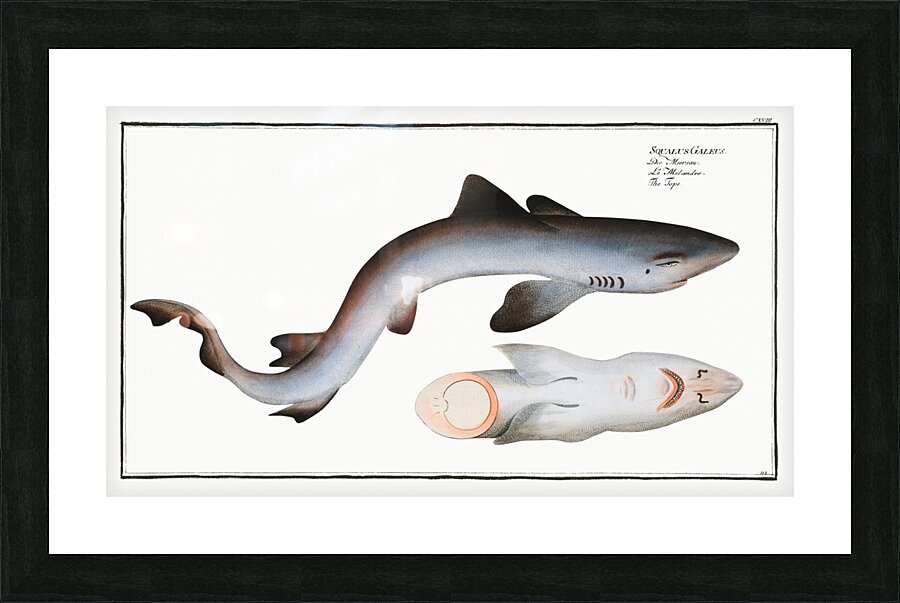 Tope or Pope Squalus Galeus Picture Frame print