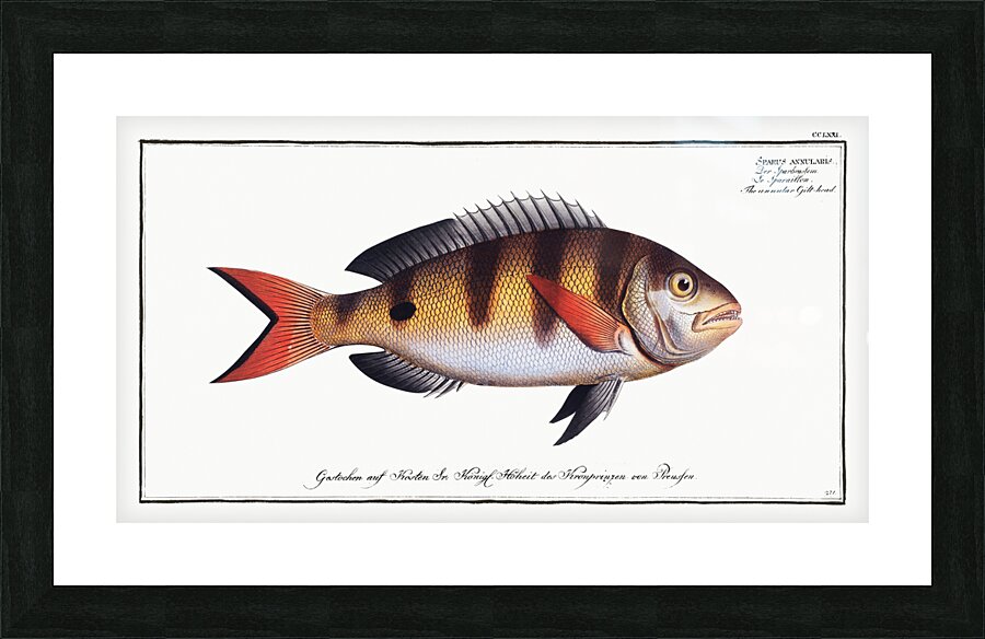 Annular Gilt-head Sparus annularis Picture Frame print