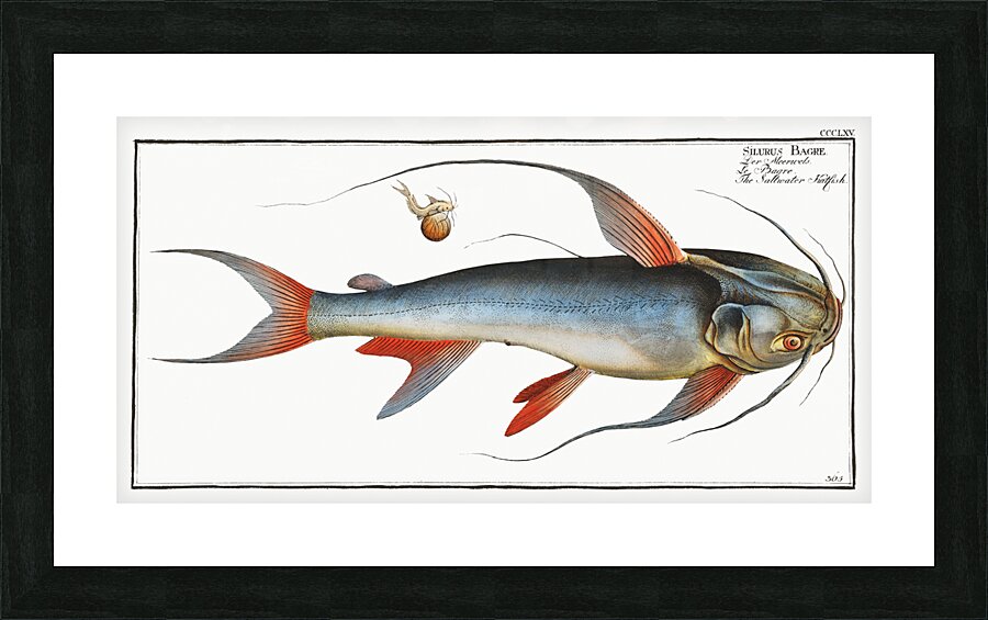 Saltwater Katfish Silurus Bagre Picture Frame print