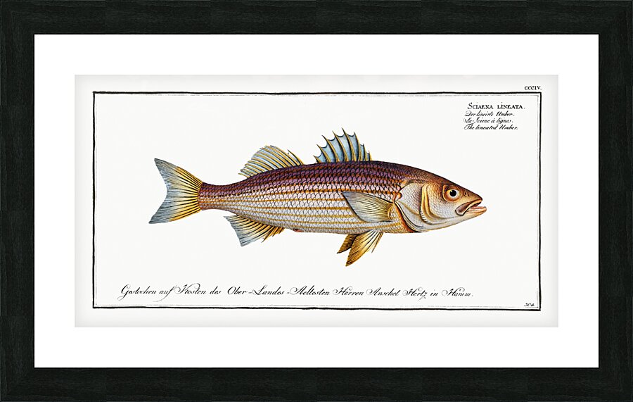 Lineated Umber Sciaena lineata Picture Frame print