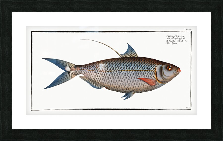 Sprat Clupea Thrissa Picture Frame print