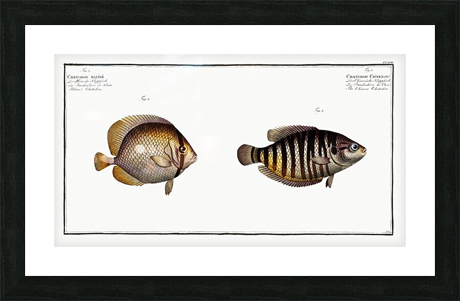 1. Chinese Chetodon Chaetodon Chinensis 2. Kleins Chetodon Chaetodon Kleinii Picture Frame print
