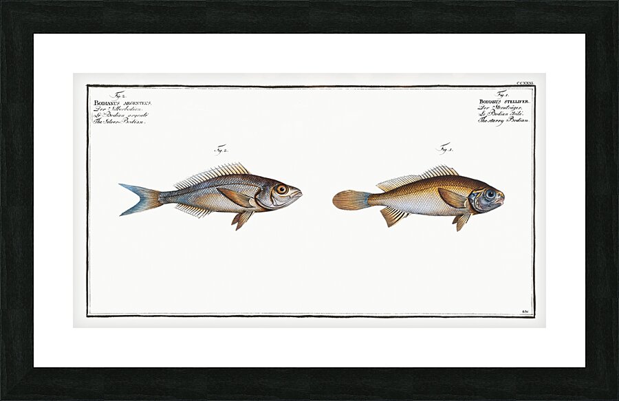 1. Starry Bodian Bodianus stellifer 2. Silver Bodian Bodianus Argenteus Picture Frame print