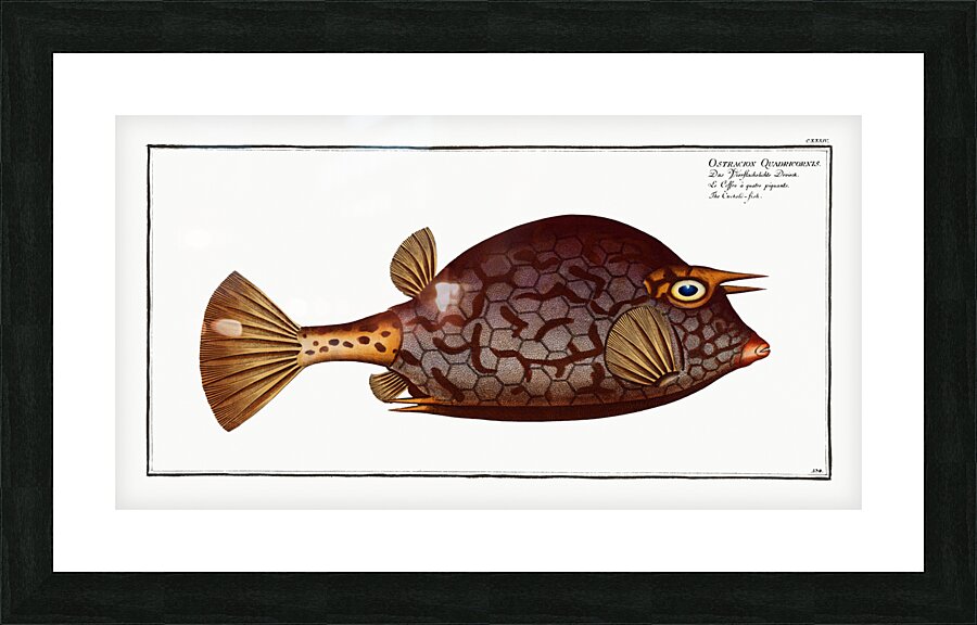 Cuckold-fish Ostracion Quadricornis Picture Frame print