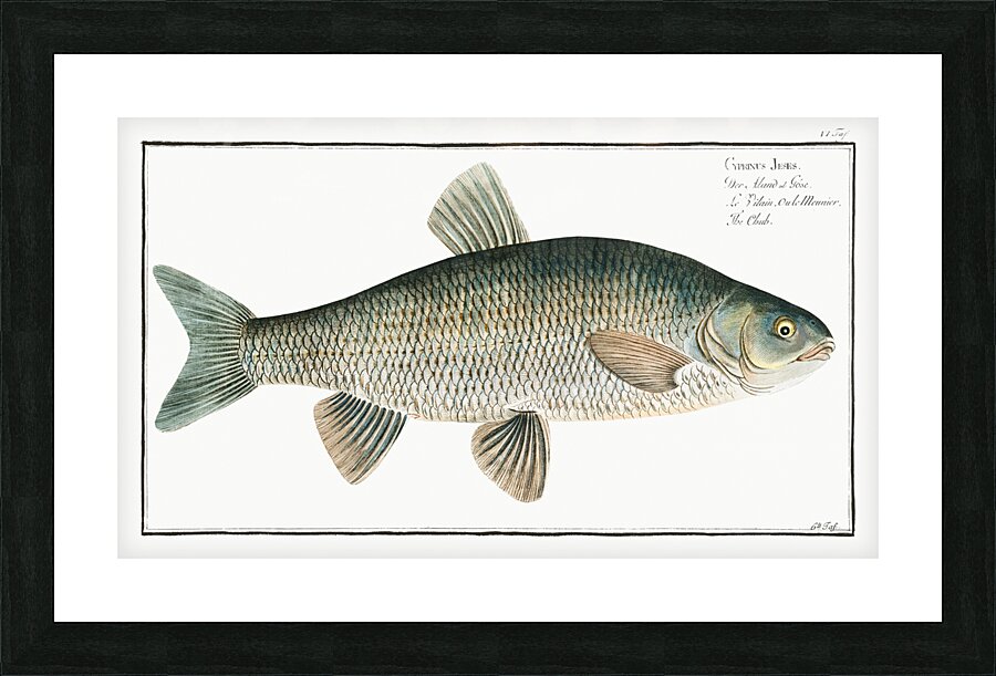Chub Cyprinus Jeses Picture Frame print