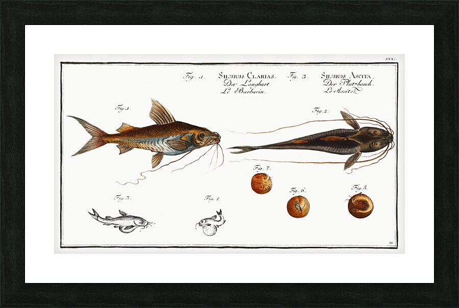 1. Longbearded Silurus Clarias 2. Crack-Belly Silurus Ascita Picture Frame print