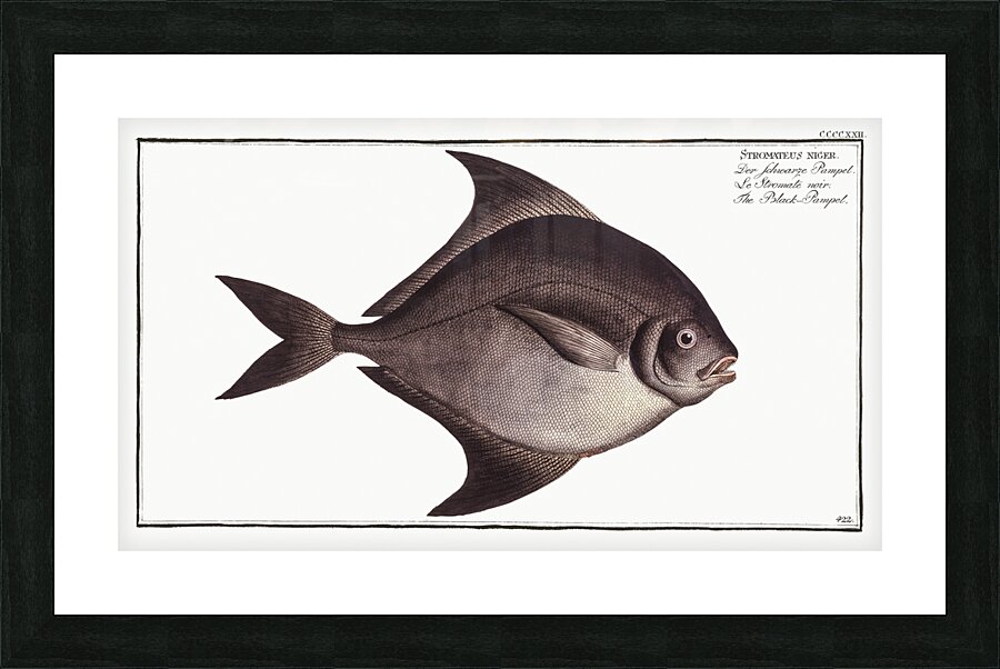 Black-Pampel Stromateus niger Picture Frame print