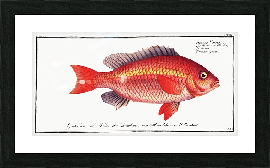 Vosmars Grunt Anthias Vosmeri Picture Frame print