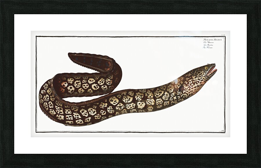 Murane Muraena Helena Picture Frame print
