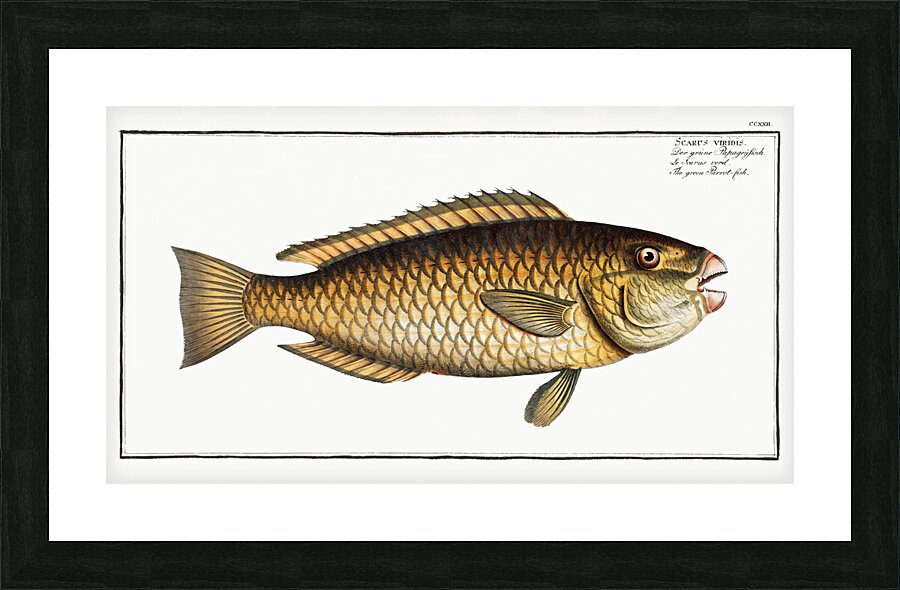 Green Parrot-fish Scarus viridis Picture Frame print